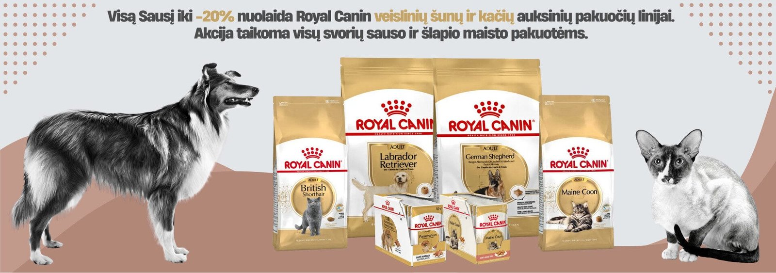 Desktop Royalis Sausio baneris