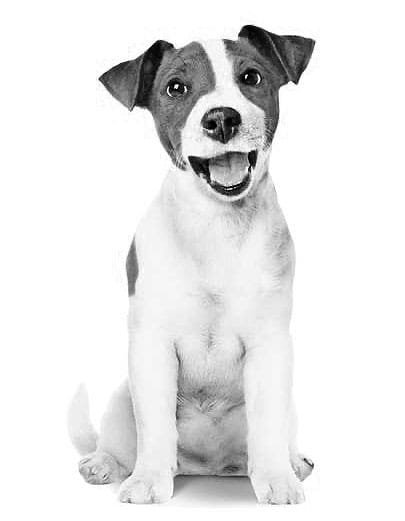 Royal Canin Training Treats skanėstai šunims, tinka dresūrai, 110 g