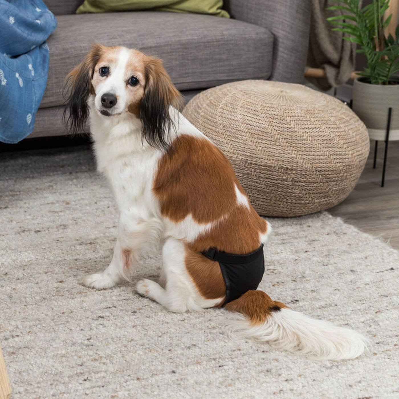 Trixie daugkartinio naudojimo apsauginės kelnaitės kalėms, juodos, įv. dydžių