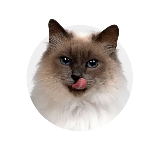Katems
