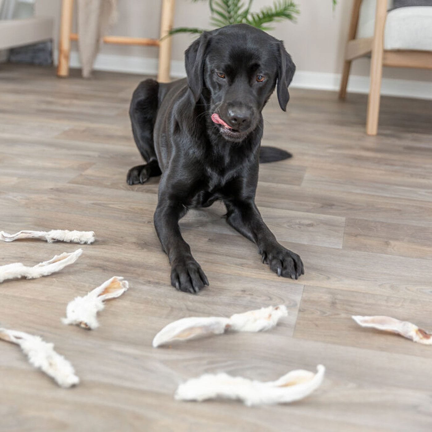 Trixie natūralios džiovintos triušių ausys su kailiu, skanėstas šunims, 500 g