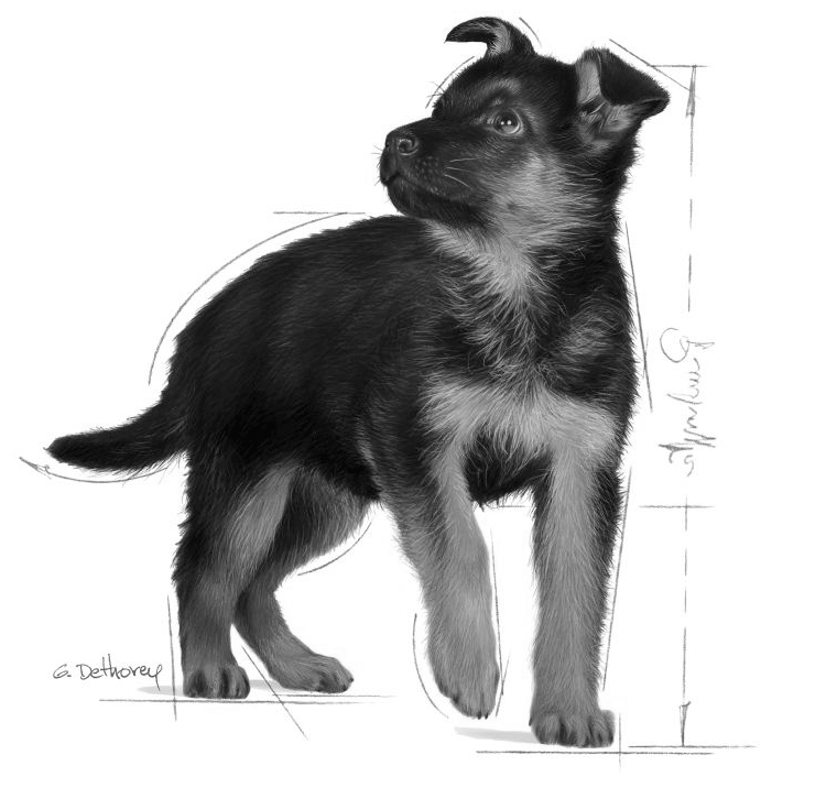 Maxi Puppy logo