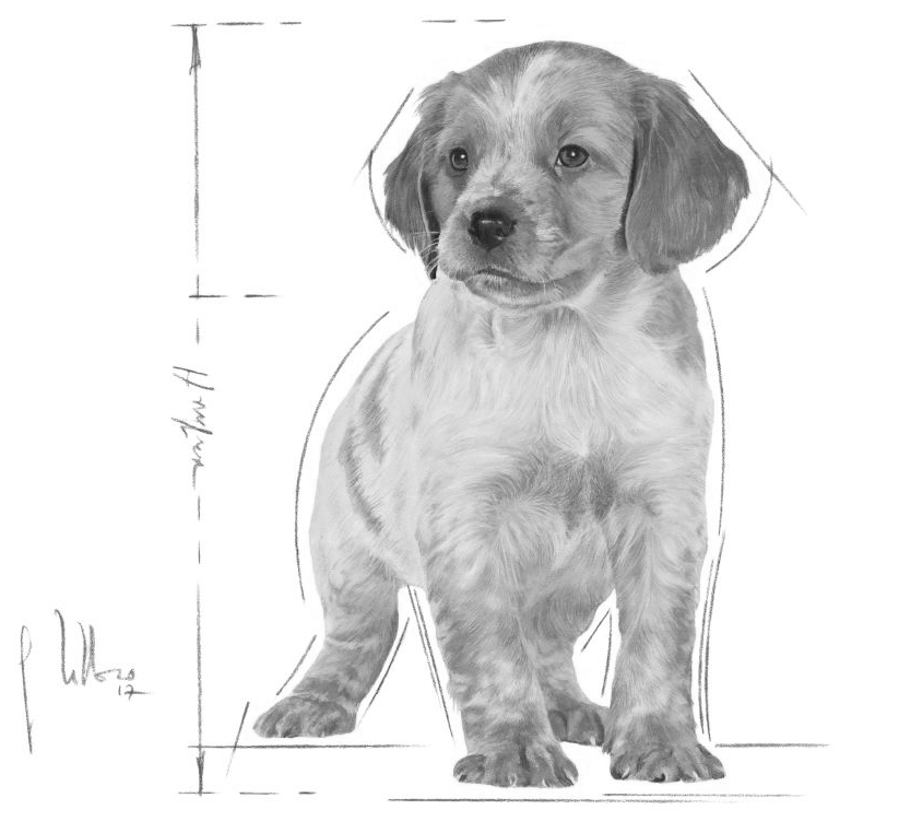 Medium Puppy logo