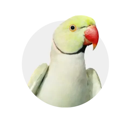 Pauksciams
