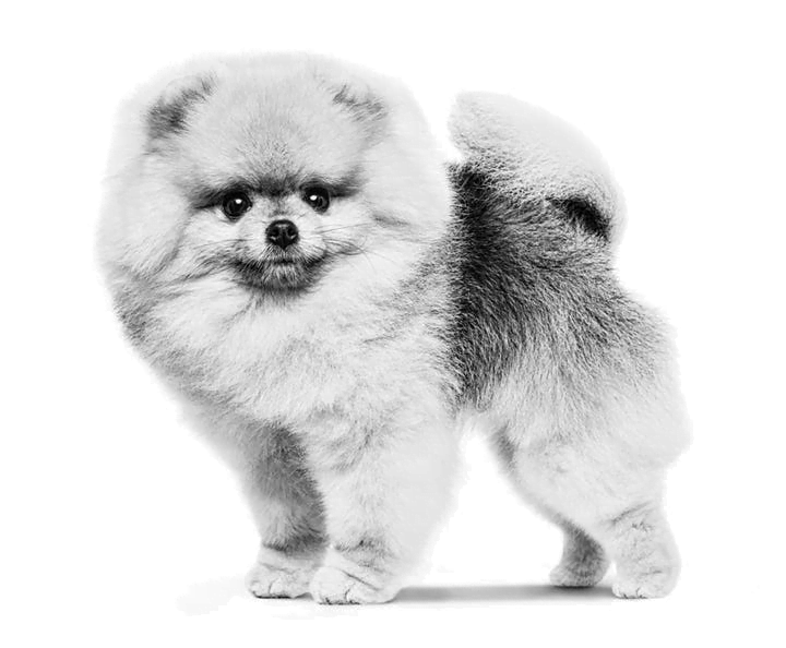 pomeranian-adult