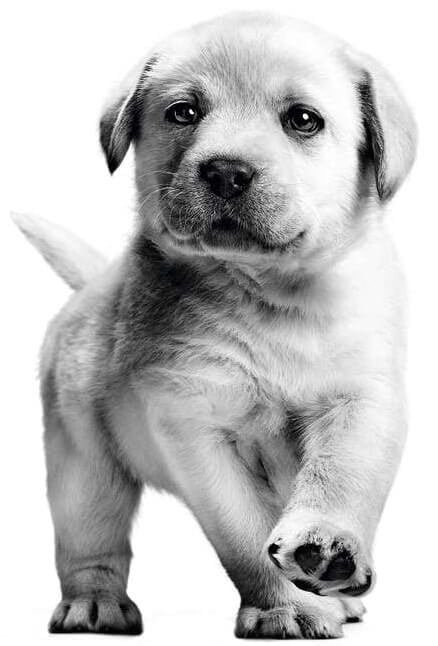 Labrador puppy logo