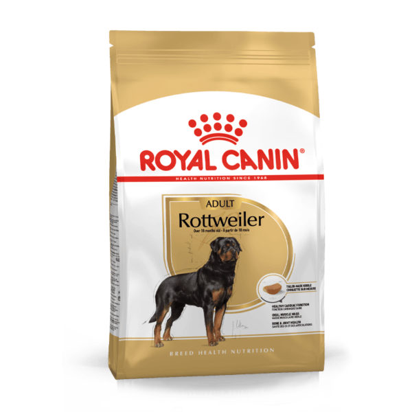 rottweiler-adult