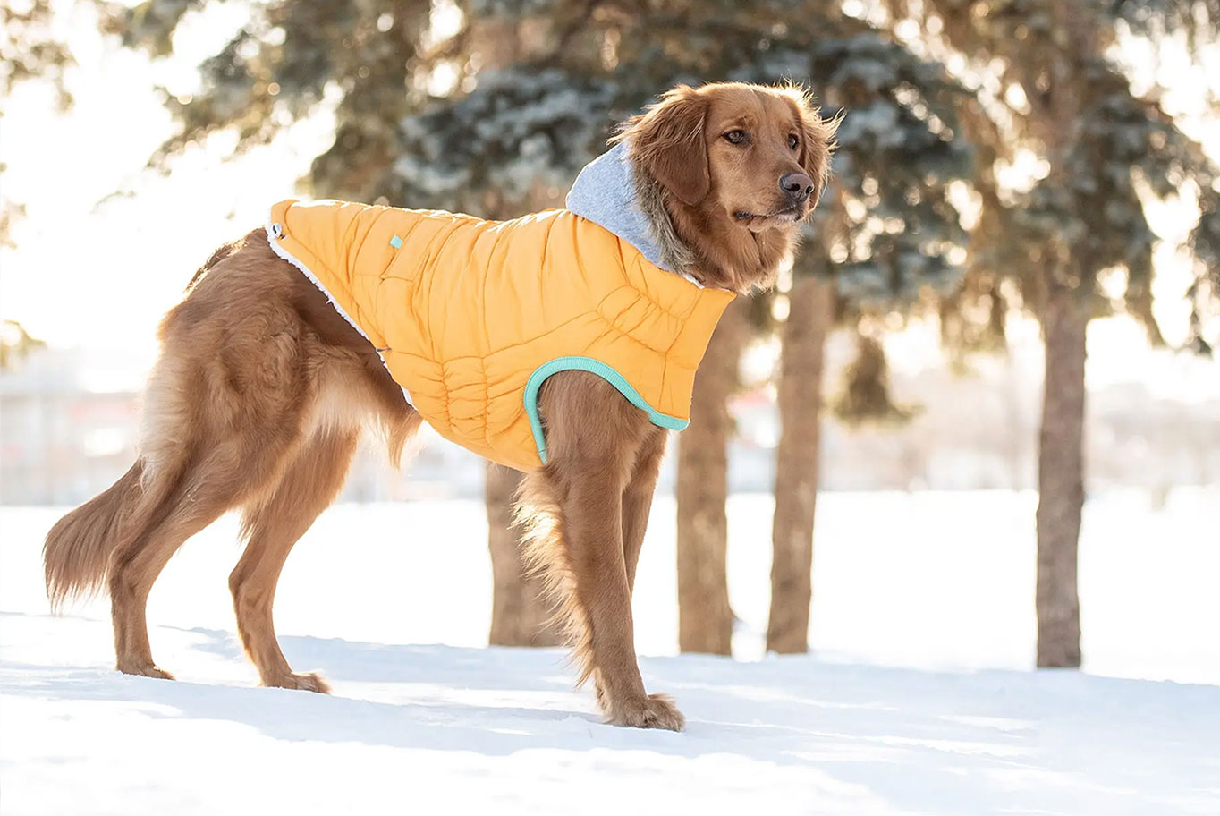 Kokias šunų veisles reikia rengti žiemą? 🐕🧣🧦